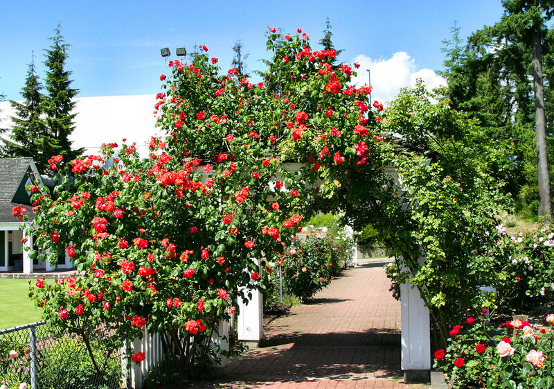 Red Roses on Arbor — Green