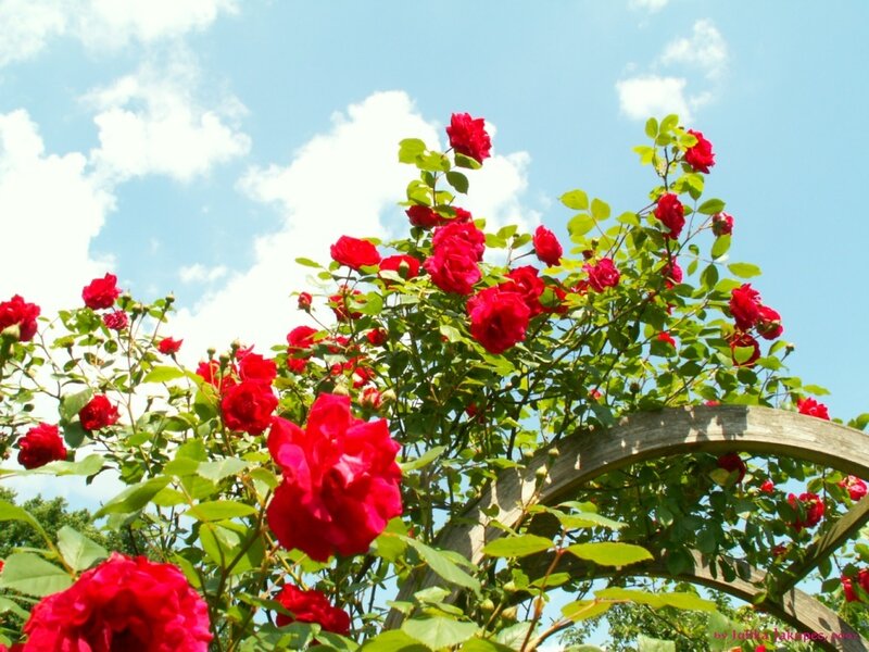 Red Roses on Arbor — Serene