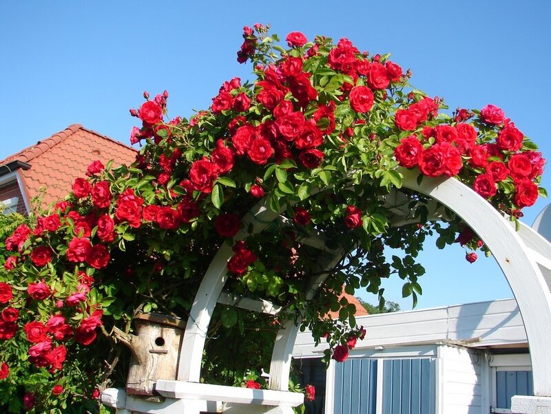 Red Roses on Arbor