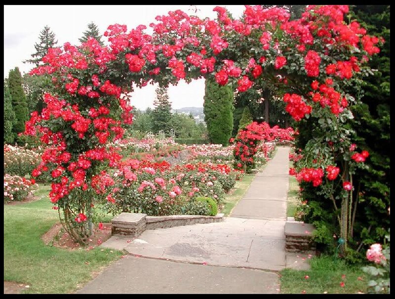 Red Roses on Archway