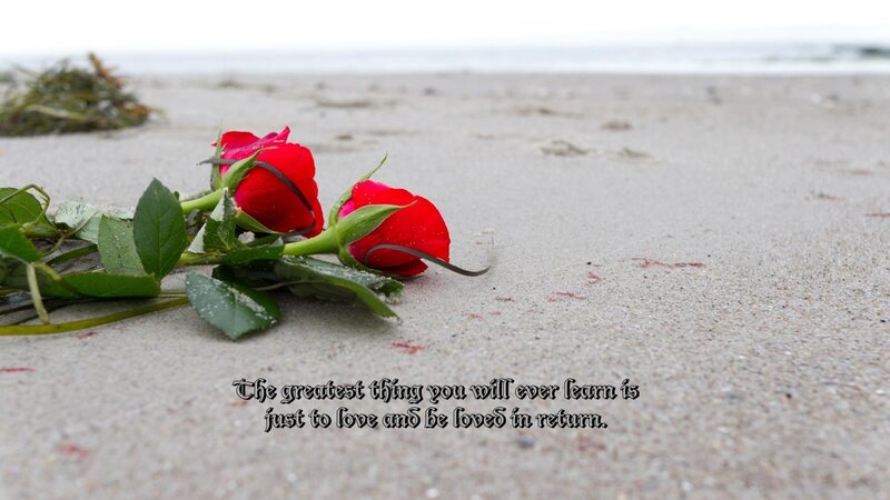 Red Roses on Beach — Melancholic
