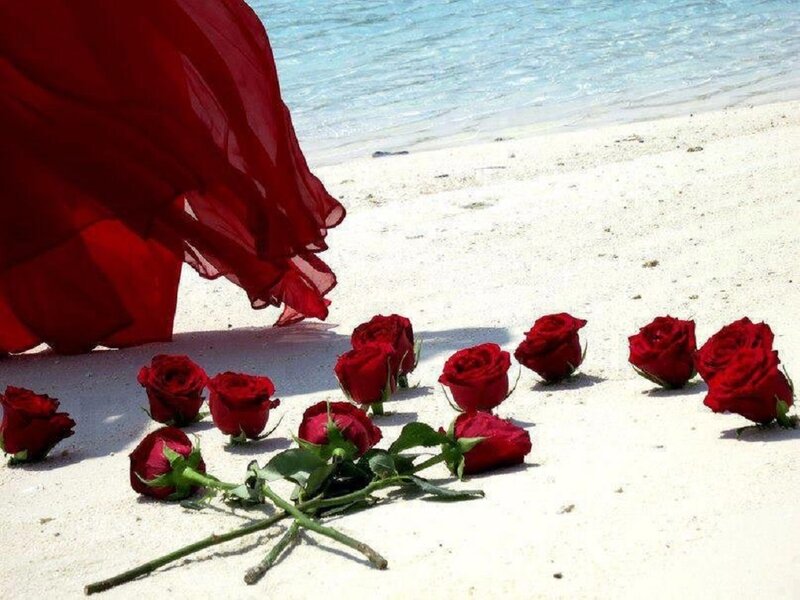 Red Roses on Beach — Serene, Afternoon, Photograph