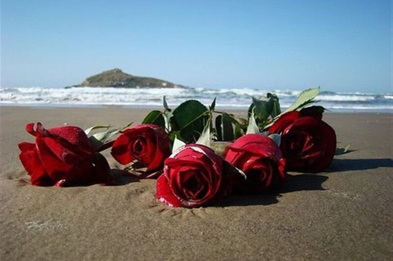 Red Roses on Beach — Serene, Afternoon