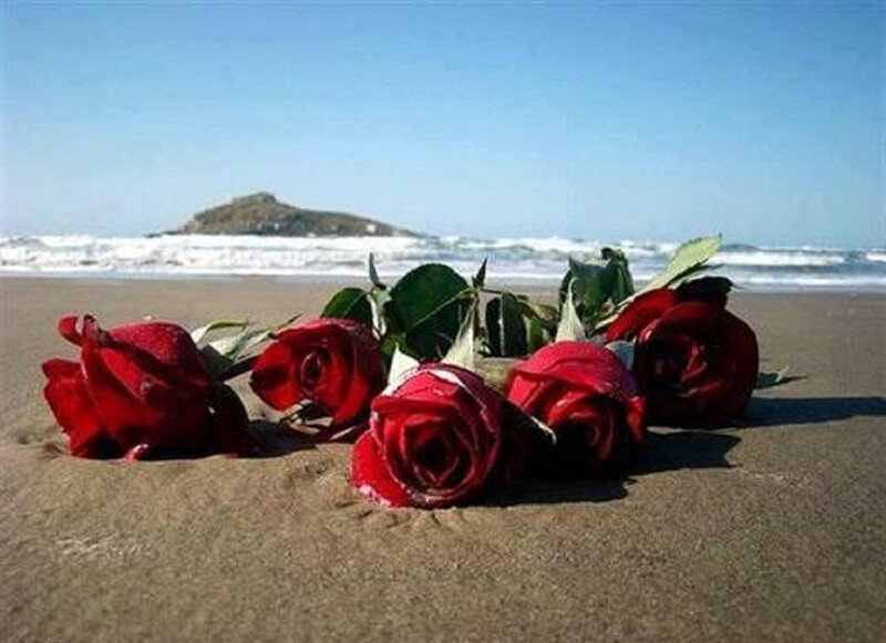 Red Roses on Beach — Serene