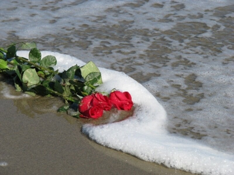 Red Roses on Beach