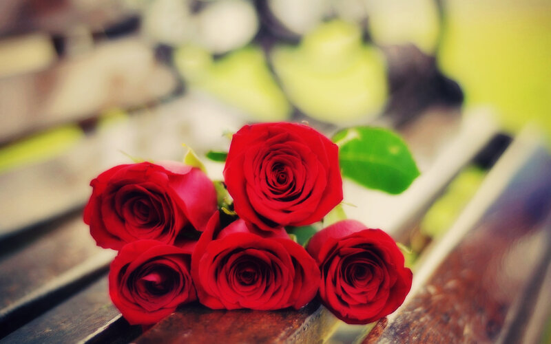 Red Roses on Bench — Calm, Photograph