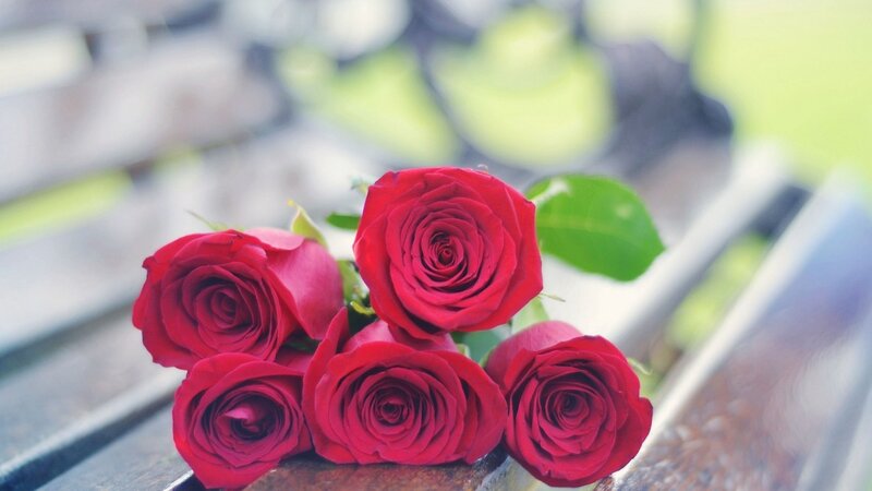 Red Roses on Bench — Calm