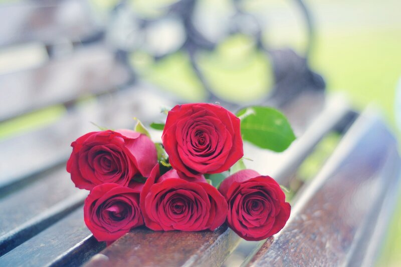 Red Roses on Bench