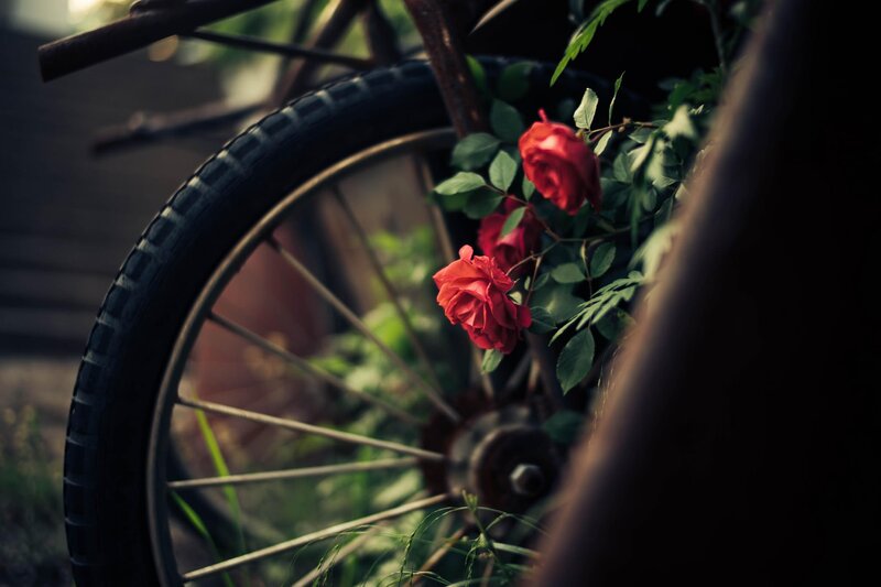 Red Roses on Bicycle