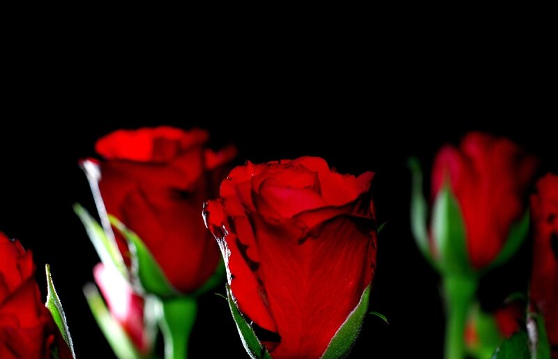 Red roses on black background