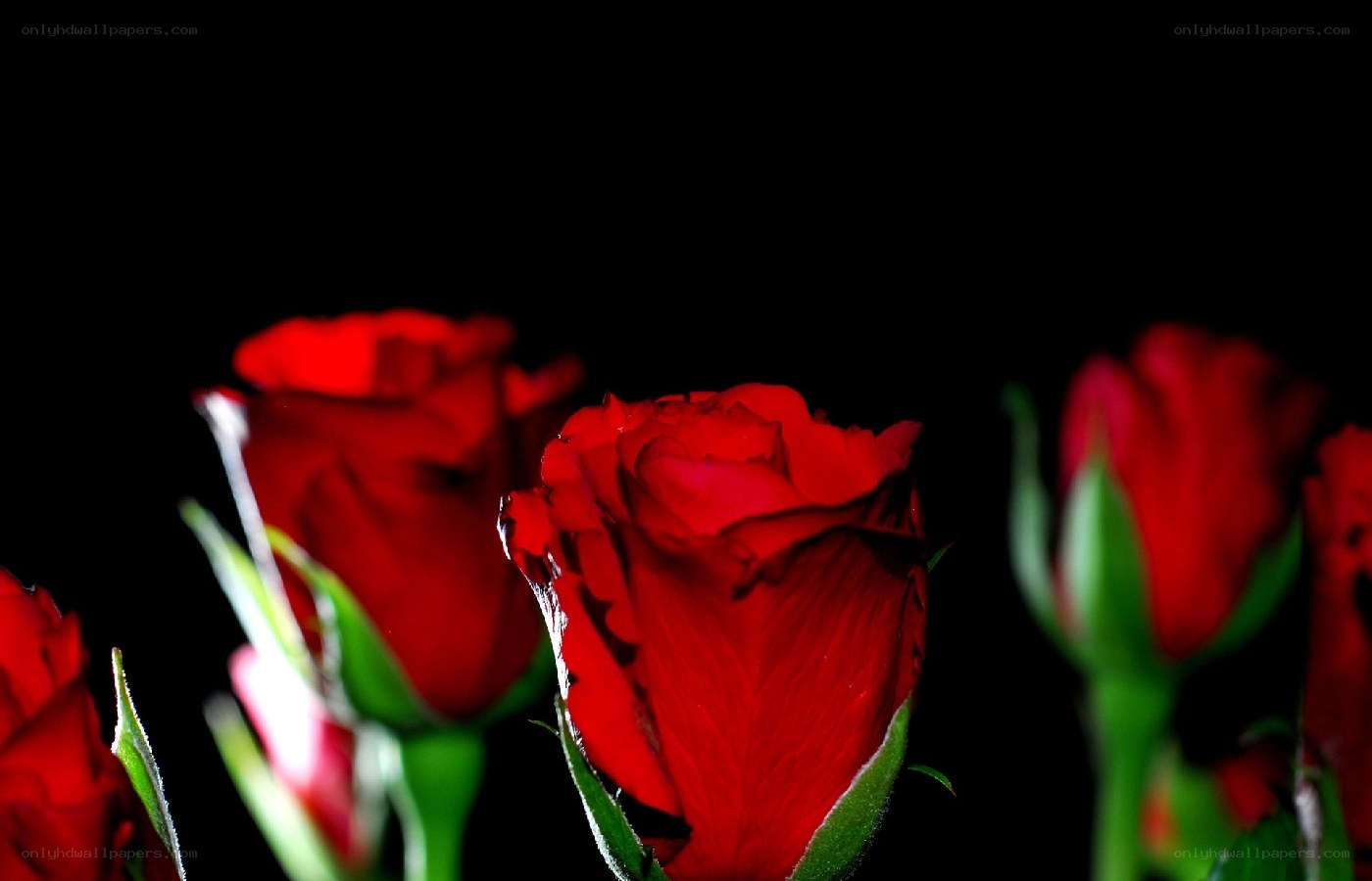 Red roses on black background