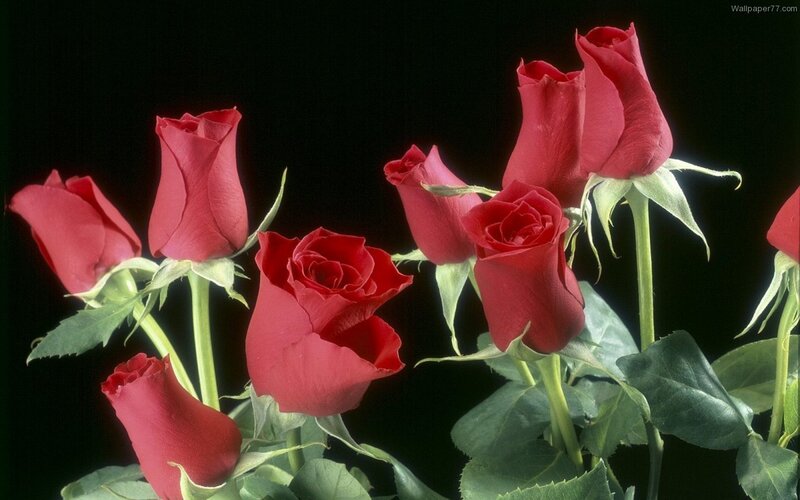 Red roses on black background