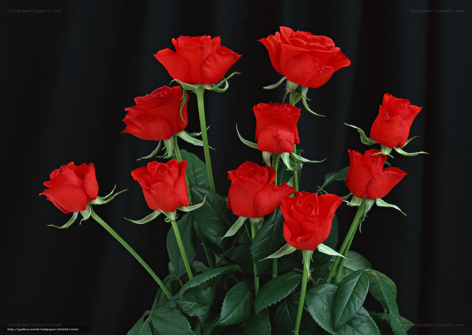 Red roses on black background
