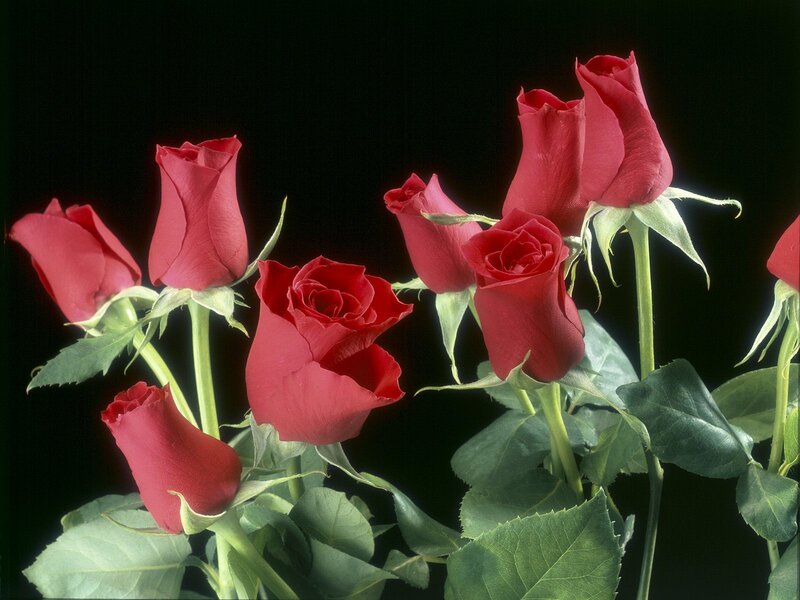 Red roses on black background