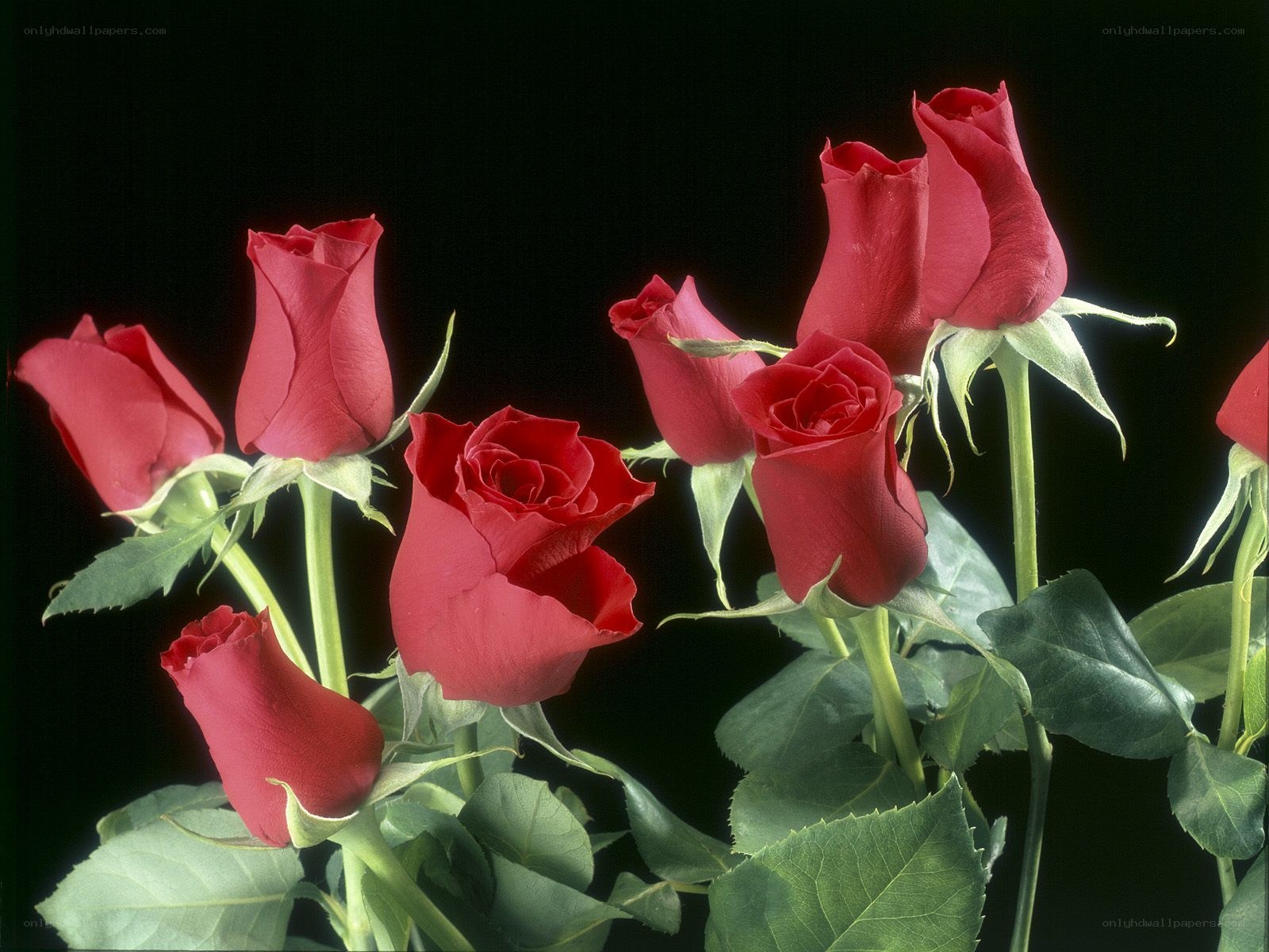 Red roses on black background