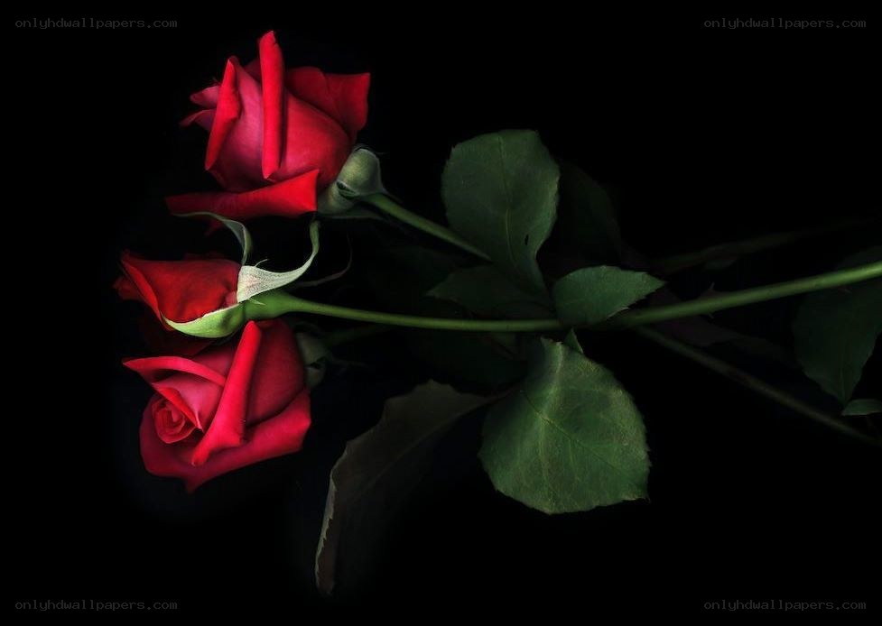 Red roses on black background