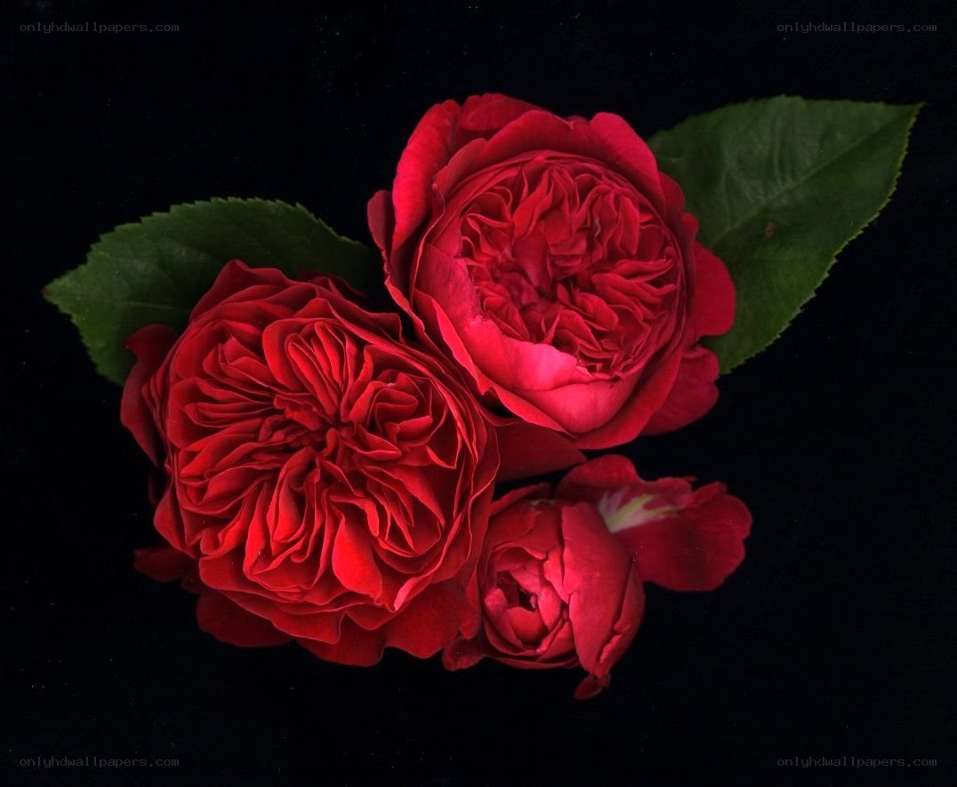 Red roses on black background