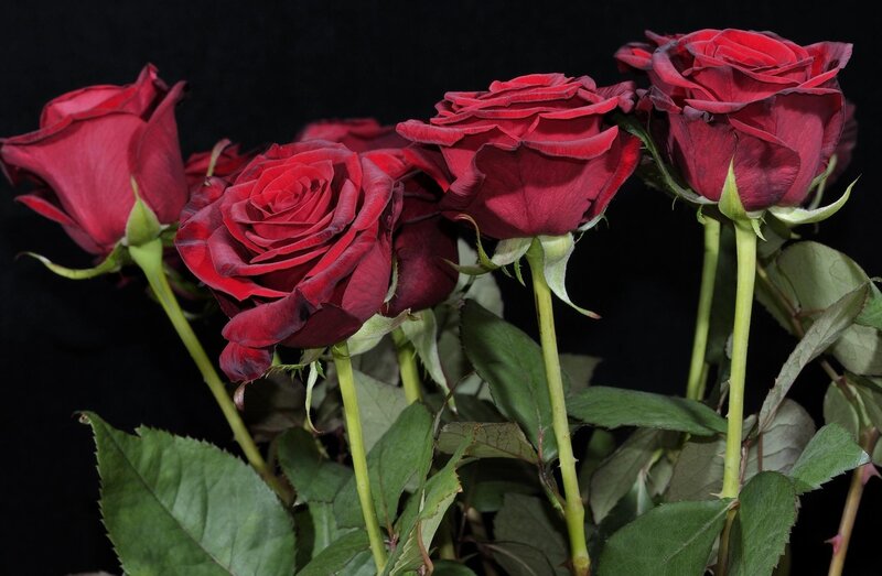 Red roses on black background
