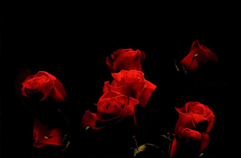 Red Roses on Black — Dramatic, Night