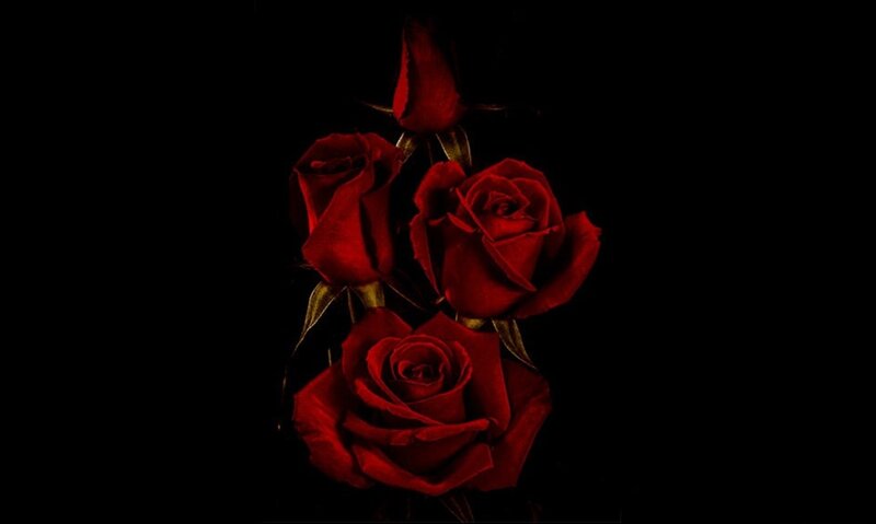 Red Roses on Black — Dramatic, Photograph, Buds