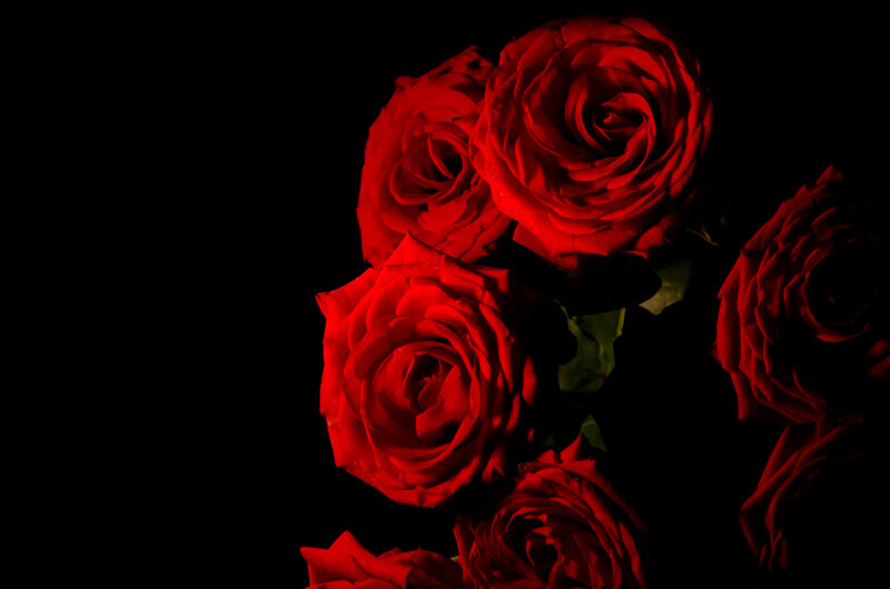 Red Roses on Black — Dramatic, Photograph, Flowers, Leaves