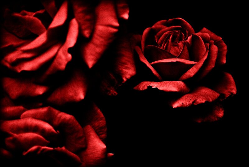 Red Roses on Black — Dramatic, Photograph, Flowers