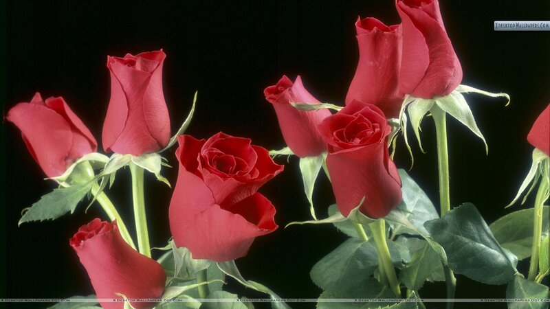 Red Roses on Black — Dramatic, Photograph, Green Leaves, Stems