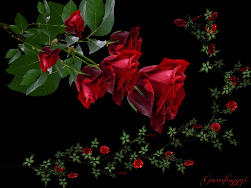 Red Roses on Black — Dramatic, Photograph, Green Leaves, Thorns