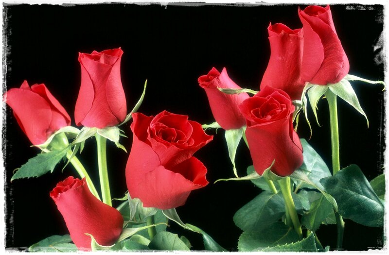 Red Roses on Black — Dramatic, Photograph, Green Leaves