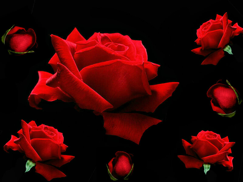 Red Roses on Black — Dramatic, Photograph, Petals, Buds