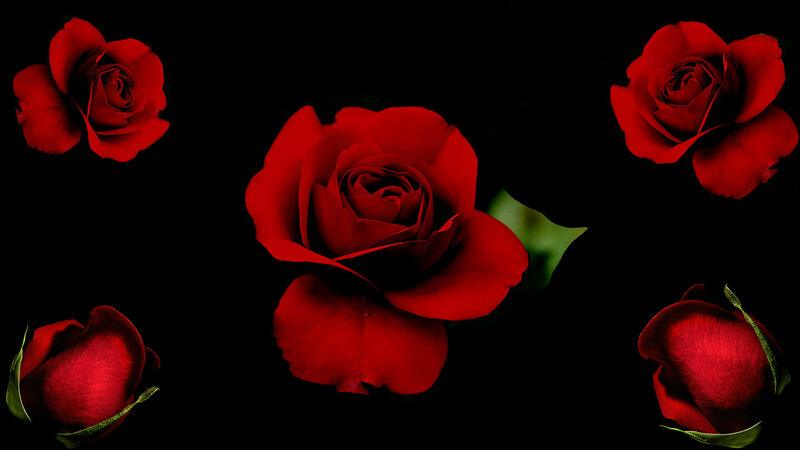 Red Roses on Black — Dramatic, Photograph, Petals