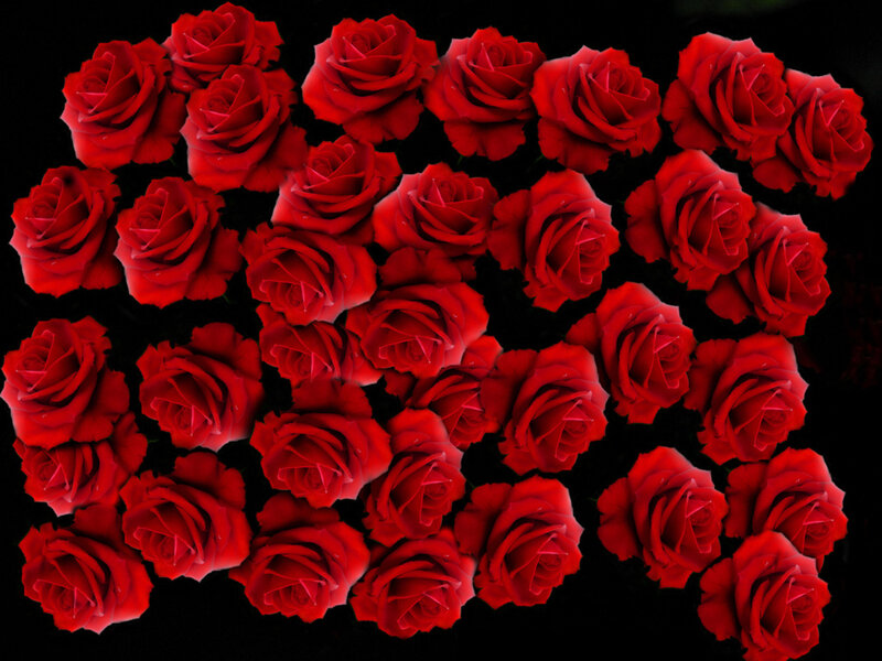 Red Roses on Black — Dramatic, Photograph