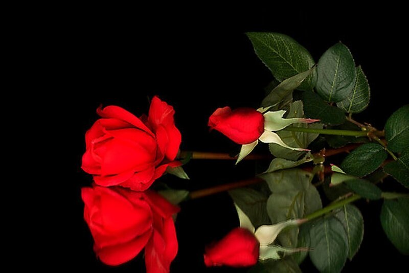 Red Roses on Black — Dramatic