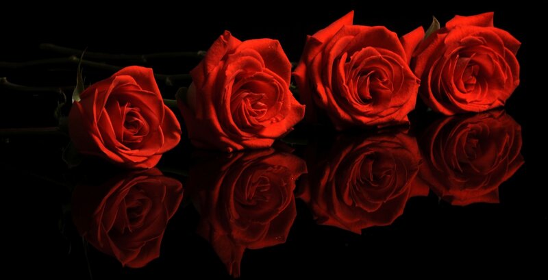 Red Roses on Black Surface — Dramatic
