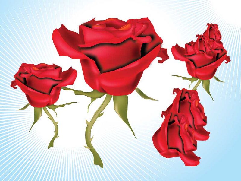 Red Roses on Blue Background