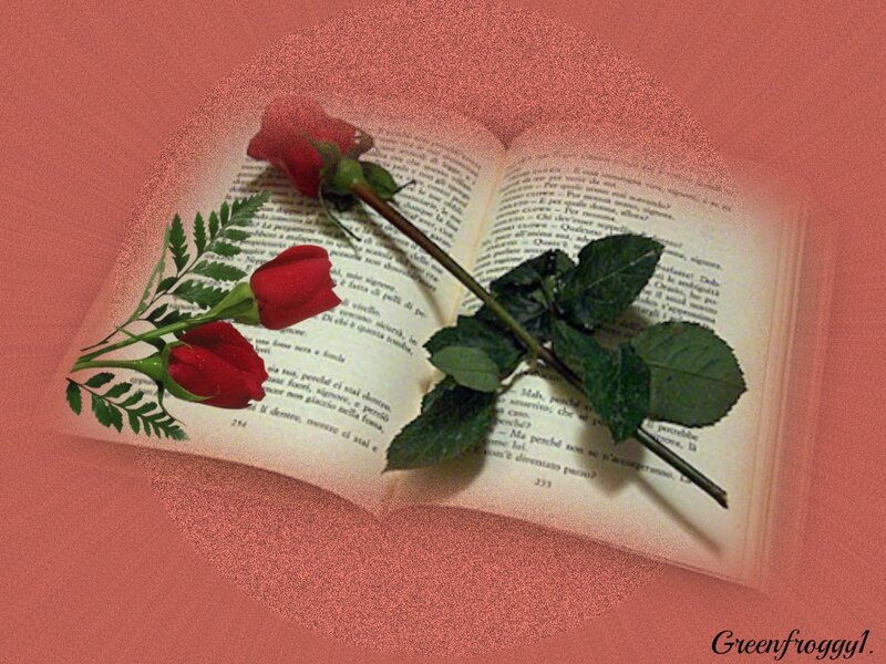 Red Roses on Book — Pink