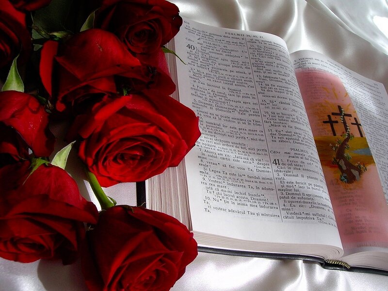 Red Roses on Book