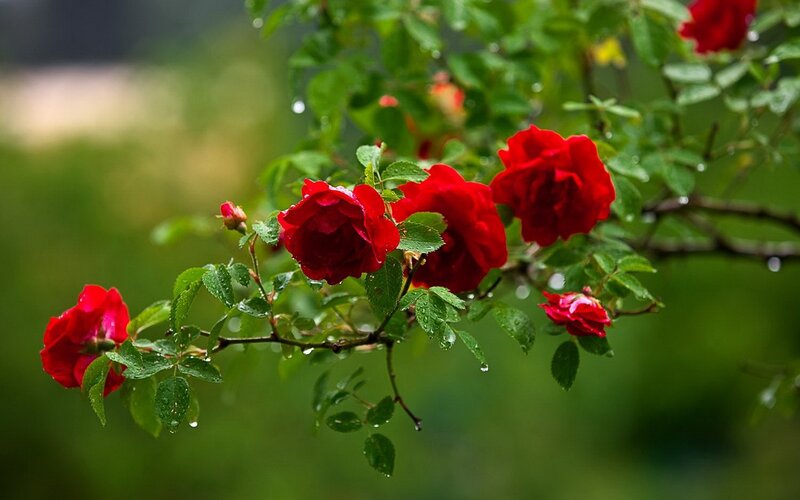 Red Roses on Branch — Serene