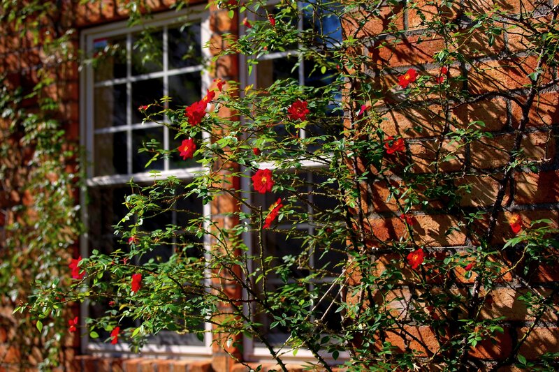 Red Roses on Brick Wall