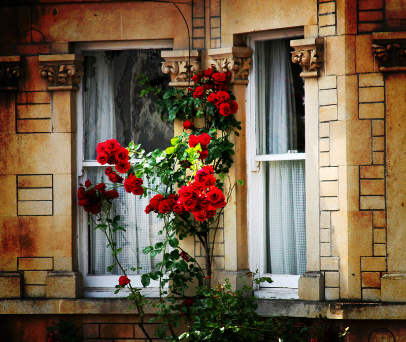 Red Roses on Building
