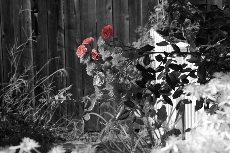 Red Roses on Bush — Black