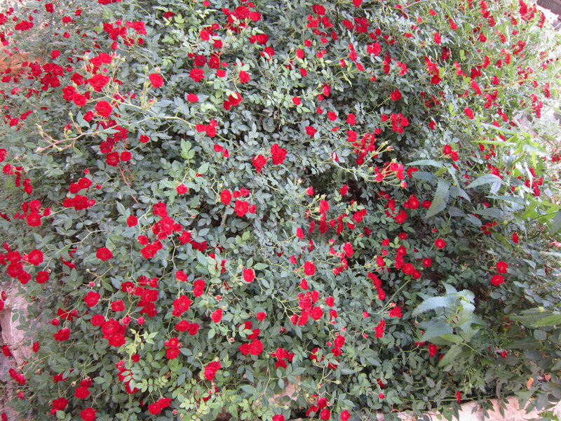 Red Roses on Bush — Blooming