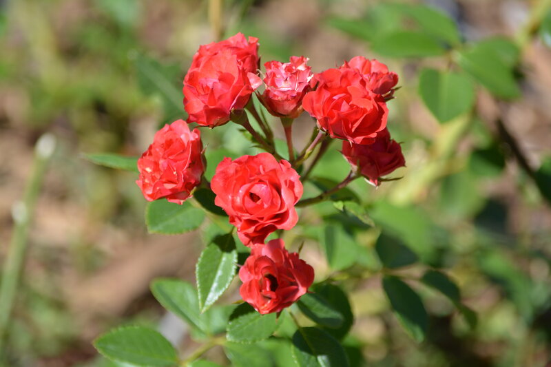 Red Roses on Bush — Calm, Afternoon, Photograph, Green Leaves