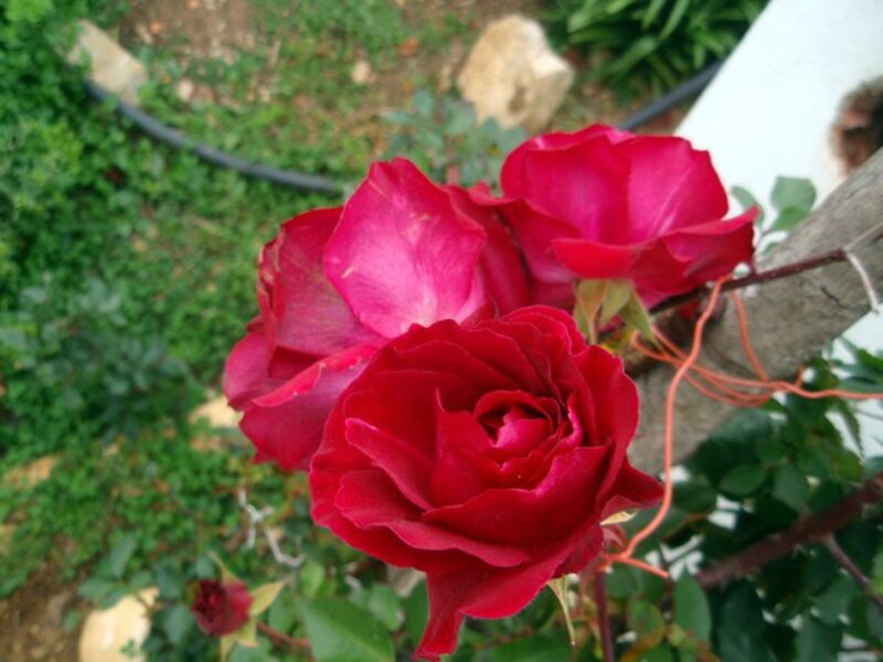Red Roses on Bush — Calm, Afternoon