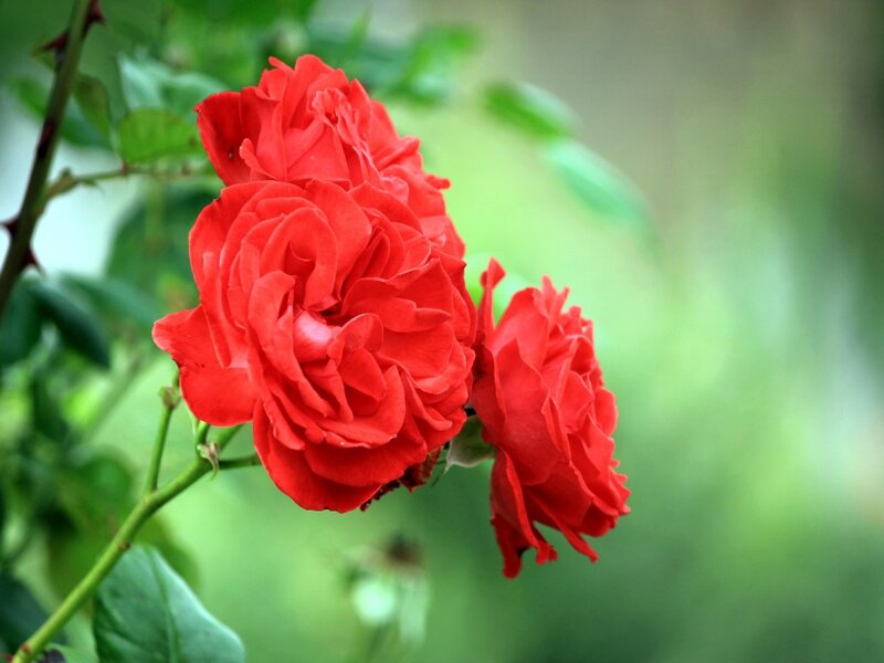Red Roses on Bush — Calm, Photograph, Green Leaves