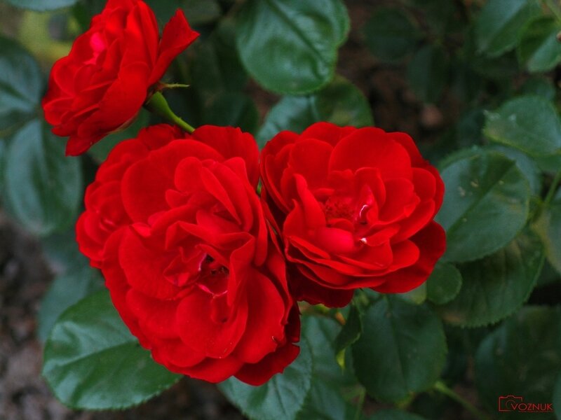 Red Roses on Bush — Calm, Photograph
