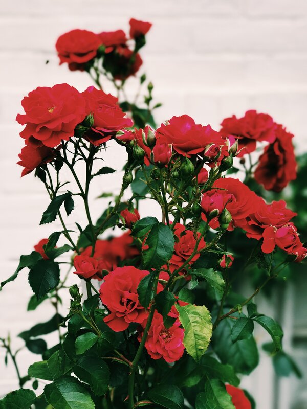 Red Roses on Bush — Calm, Summer