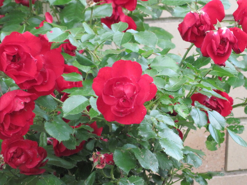 Red Roses on Bush — Calm