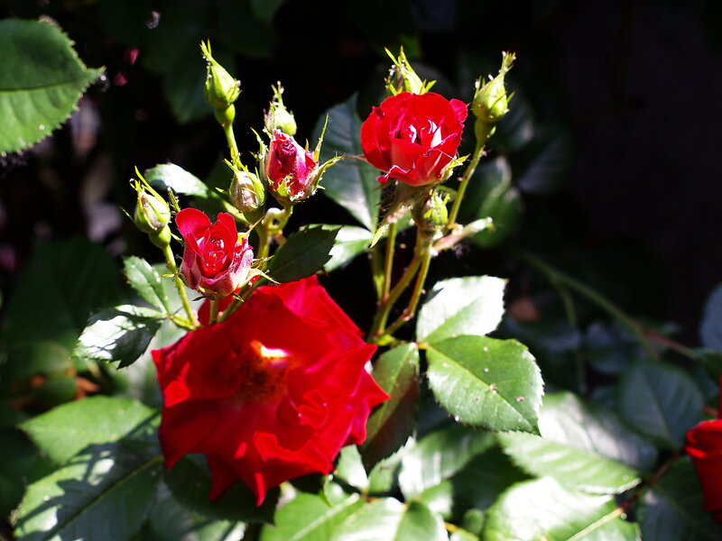 Red Roses on Bush — Dramatic, Afternoon