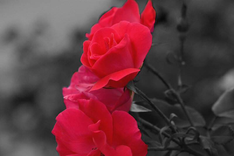 Red Roses on Bush — Dramatic, Photograph, Petals